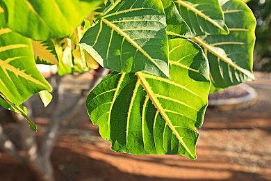 虚幻引擎5.2技术演示The Old West获次世代更新